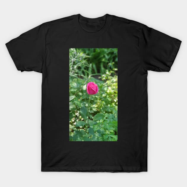 Hot Pink Rosebud T-Shirt by claire-l-page